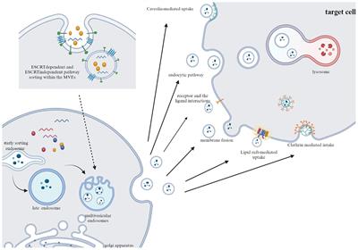 Immunomodulatory effects of immune cell-derived extracellular vesicles in melanoma